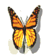 Westport butterfly